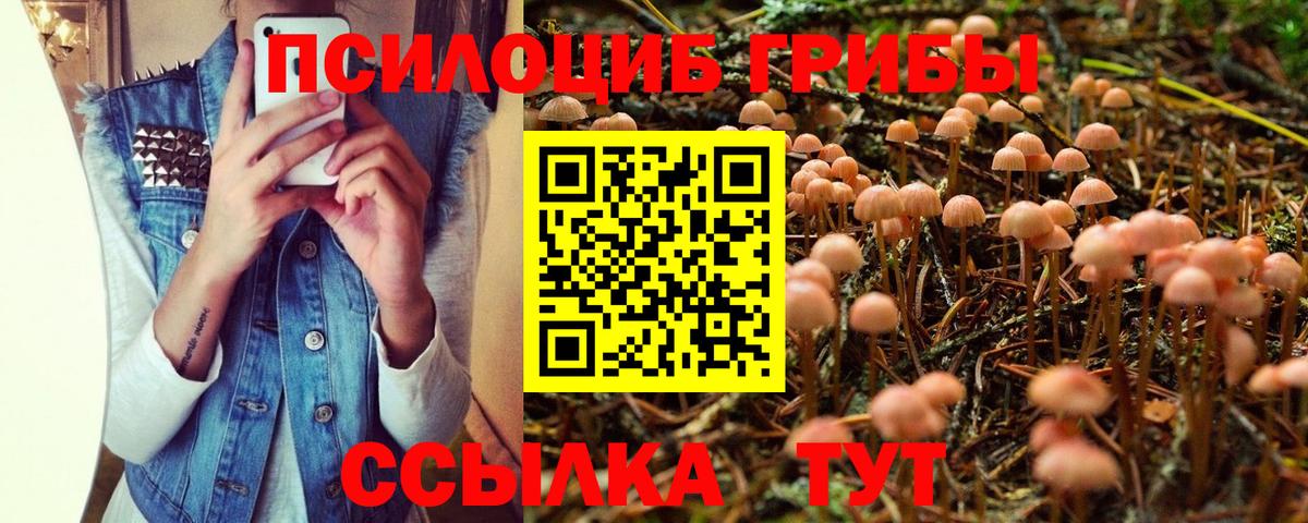 Асино  Псилоцибиновые грибы Psilocybe  Вход с VPN 